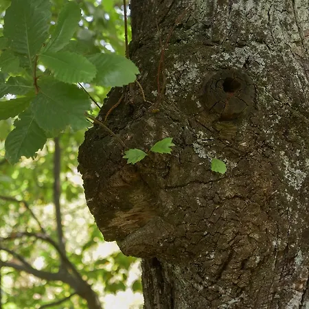 La Piana Dei Castagni Agroturismo Castel dʼAiano