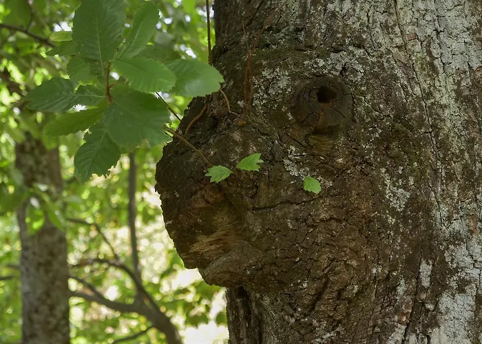 La Piana Dei Castagni Feriegård Castel dʼAiano